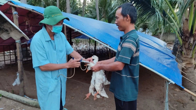 Strengthening the commune-level veterinary network and protecting livestock.