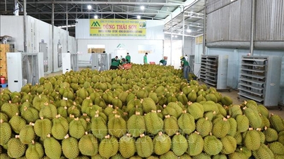 Vietnamesische Agrarprodukte erobern den chinesischen Markt mit ihrer Qualität und Sicherheit.