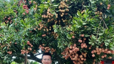 Hai Phong'da bulunan 150 yıllık bir liçi ağacı, sahibine yılda 500 kg meyve veriyor.