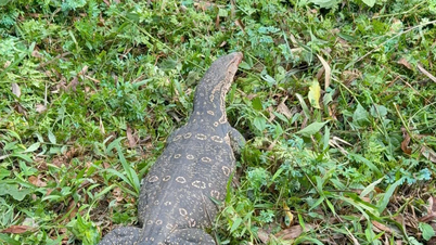 Melepaskan kembali kadal monitor langka ke alam liar.