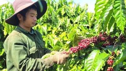 Gia Lai a ajouté 90 nouveaux codes de zones de plantation.