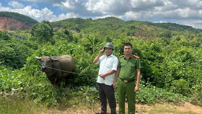 La police locale retrouve un buffle perdu pour un agriculteur.