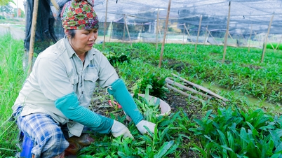 Hiệu quả trồng cây mùi tàu trên đất Thái Tân