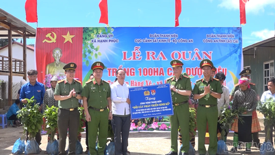 Hạnh Phúc ra quân trồng 100 ha cây dược liệu