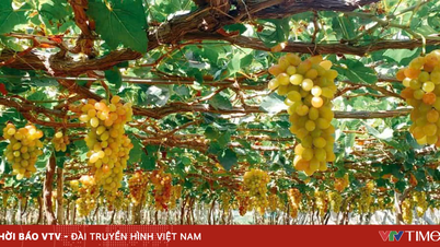 Khánh Hòa tăng cường quản lý mã số vùng trồng, cơ sở đóng gói nông sản