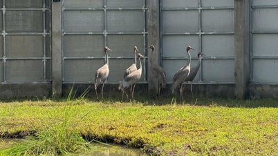 Dong Thap : Les grues à couronne rouge font leur retour dans le parc national de Tram Chim.