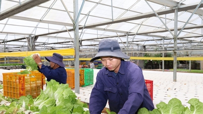 Lam Dong-landbrugsprodukter erobrer thailandske hylder.