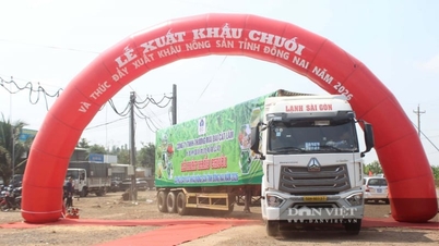 Předseda společnosti Unifarm nabízí návrhy, jak pomoci vietnamským podnikům dosáhnout exportu banánů v hodnotě 1 miliardy dolarů.