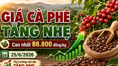 Precios del café hoy, 25 de junio: Ligeramente aumentados, precio máximo 88.800 VND/kg