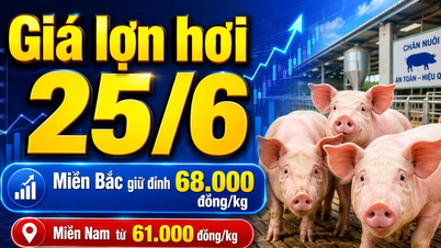 Precios de la carne de cerdo hoy, 25 de junio: La región sur experimenta una fuerte caída hasta los 61.000 VND/kg.