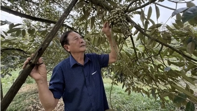 Durian-milliardæren fra Can Tho (tidligere Hau Giang og Soc Trang), hemmeligheden bag hans succes med denne "milliard-dollar frugt".