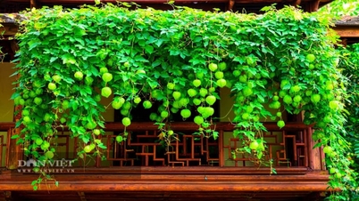 These two ornamental plants, resembling a green waterfall hanging in the June sky, are beautiful to look at, delicious to eat, easy to care for, and believed to bring good fortune and prosperity to the family.