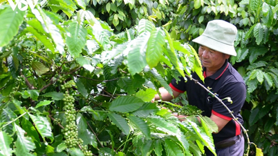 Actualités agricoles du jour (25 juin) : Forte hausse des prix du café sur le marché intérieur.
