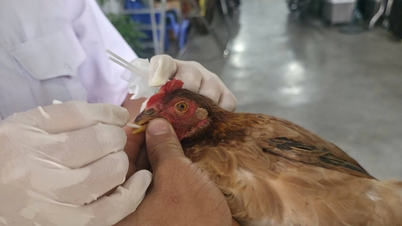 Tay Ninh houdt proactief toezicht op vogelgriepvirussen om potentiële uitbraken vroegtijdig te detecteren.