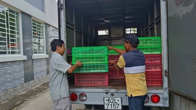 Tay Ninh verscherpt de quarantainemaatregelen voor dieren om de verspreiding van ziekten te voorkomen.