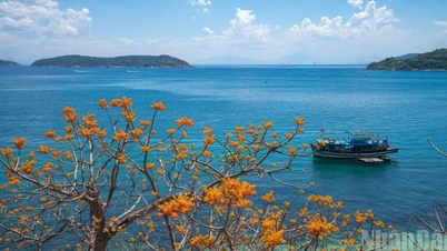 L'île de Cham resplendit d'une beauté poétique lorsque les paulownias commencent à fleurir sous le soleil d'été.
