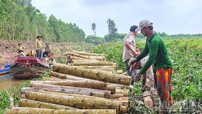 Ca Mau muda sua mentalidade, passando da conservação florestal para o desenvolvimento econômico verde.