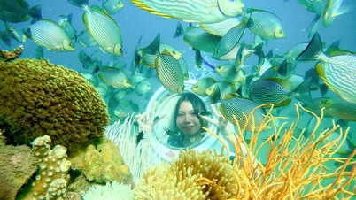 ទទួលបានបទពិសោធន៍មុជទឹកស្គូបា។