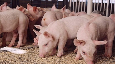 Prețurile cărnii de porc astăzi, 25 iunie 2026: Neschimbate, cele mai ridicate din nord la nivel național.