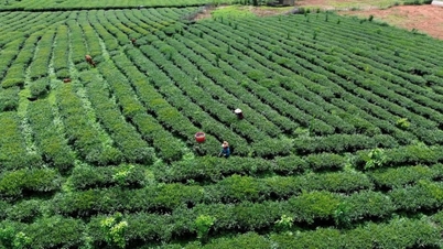 Provincia Son La cooperează în agricultură cu provinciile din nordul Laosului.