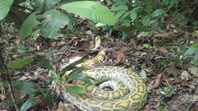Un python de 20 kg a été relâché dans la forêt de Cat Ba à Hai Phong.