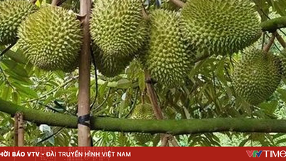 Kasvavat suuntanumerot - "Passi", joka auttaa vietnamilaisia ​​maataloustuotteita pääsemään kauemmas.