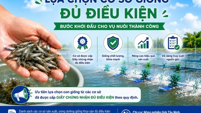 Vermijd de aankoop van niet-geregistreerde kweekdieren: Tay Ninh publiceert een lijst van 18 aquacultuurkwekerijen die een certificaat van geschiktheid hebben ontvangen (bijgewerkt op 23 juni 2026).