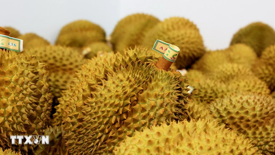 Malaezia: Prețurile la durianul Musang King scad cu până la 90% din cauza supraofertei.