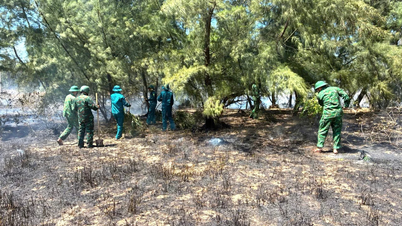 Myndigheterna släckte snabbt en skogsbrand under casuarinaträden i kommunen Dong Trach.