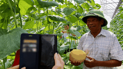 Digitalização da gestão da área cultivada na produção agrícola.
