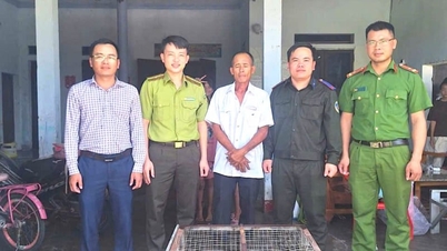 Setelah menemukan seekor biawak langka saat berkebun, warga provinsi Ha Tinh secara sukarela menyerahkannya kepada pihak berwenang.