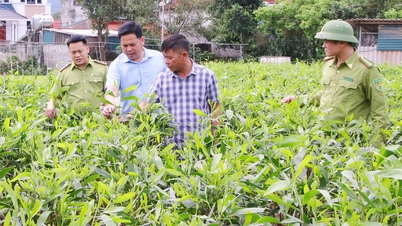Bac Ninh: Die vereinzelten Baumpflanzungen übertreffen den Jahresplan um 16,7 %.