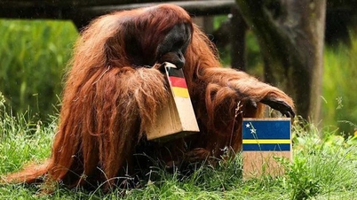 Gajah bersaing dengan orang utan sebagai "nabi" dalam perlawanan Jerman-Ecuador.