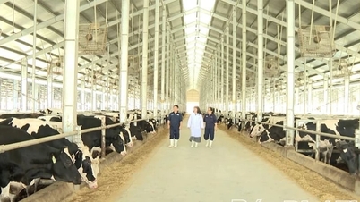 In seguito alla riuscita fusione delle ex province di Vinh Phuc e Hoa Binh, la nuova provincia di Phu Tho vanta un vantaggio nel settore dell'allevamento di bestiame ad alta tecnologia.