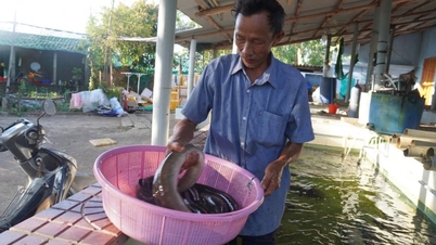 Dopo aver perso miliardi di dong a causa di fallimenti, un uomo di Binh Dinh (ora provincia di Gia Lai) guadagna ora mezzo miliardo di dong all'anno grazie a una specie di pesce che si riproduce nelle profondità marine.