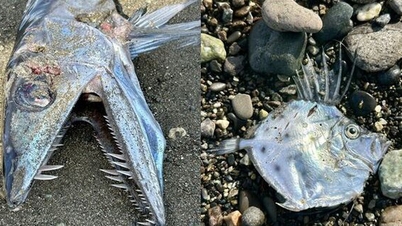 Två monstruösa fiskar med bisarra former upptäckta på stranden: Lokalbefolkningen fruktar att de är ett omen från legenden.