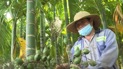 Pokok palma pinang dengan kulit hijau, "merah untuk pedagang"?