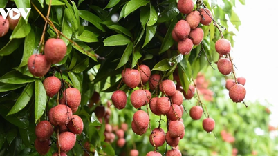 Το Lychee από την Bac Ninh σημειώνει έσοδα ρεκόρ σχεδόν 6.000 δισεκατομμυρίων VND.