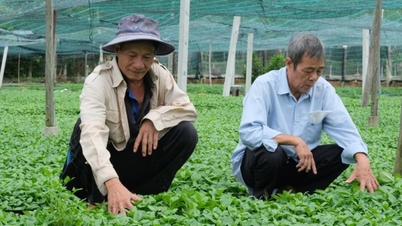 Tay Ninh eyaletindeki bir köyde yaşayan çiftçiler, temel yağlar ve vitaminler açısından zengin sebzeler yetiştirerek düzenli bir gelir elde ediyorlar.