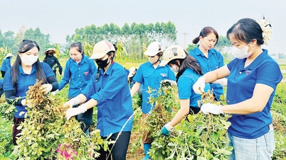 บั๊กนิญ: สีเขียวสดใสแห่งการทำงานอาสาสมัครท่ามกลางฤดูแห่งดอกไม้สีแดงสดใส