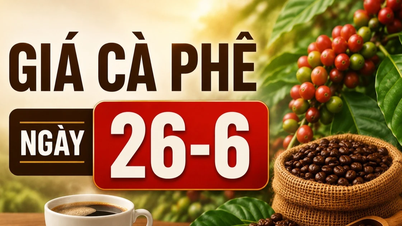 Coffee prices on June 26th: Increased by 700 VND, reaching 89,400 VND/kg.