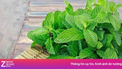 이 다재다능한 약용 식물은 맵고, 얼얼하고, 시원한 맛이 나며, 가격이 저렴하고 영양가가 높습니다.