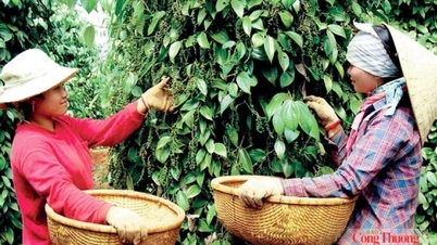 Giá tiêu hôm nay 26/6/2026: Giữ đà ổn định