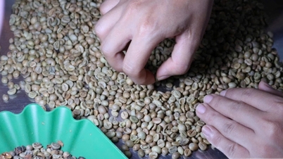 Harga kopi hari ini, 26 Juni 2026: Berkisar antara 89.000 hingga 89.400 VND/kg