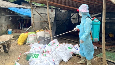 V okrese Tan Giang zjištěno ohnisko ptačí chřipky A/H5N1 - Cao Bang Online Newspaper