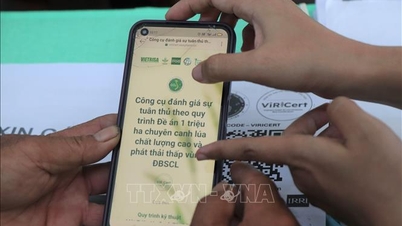 কান থো ডিজিটাল অ্যাপ্লিকেশন ব্যবহার করে 'সবুজ ভিয়েতনামী চাল' সার্টিফিকেশন প্রকল্প পরীক্ষামূলকভাবে চালু করেছে।