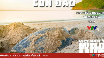 TRỰC TIẾP: Khám phá rùa biển ở Hòn Bảy Cạnh với Vietnam Wild Live (12h30, VTVgo)