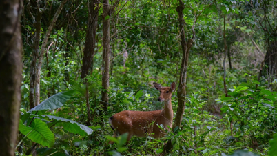 Enam puluh rusa dan rusa besar yang sangat jarang ditemui akan dilepaskan kembali ke hutan.