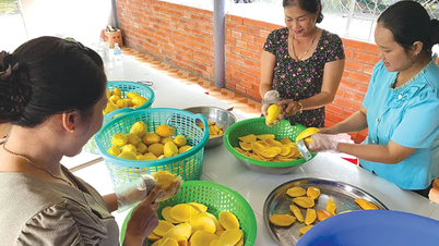 Cercetare și producție cu succes de felii de mango Cat Chu uscate folosind tehnologia de liofilizare.