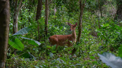 Sessanta esemplari di cervi e alci, specie rare, sono stati reintrodotti nell'area centrale del Parco Nazionale di Cuc Phuong.